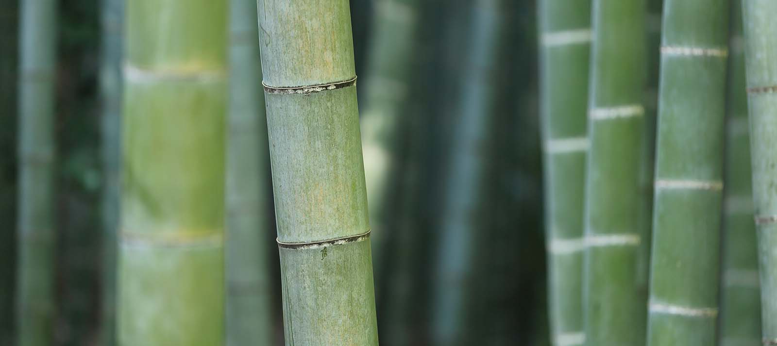 What Are The Benefits Of A Bamboo and Cotton Blend For Sheets?